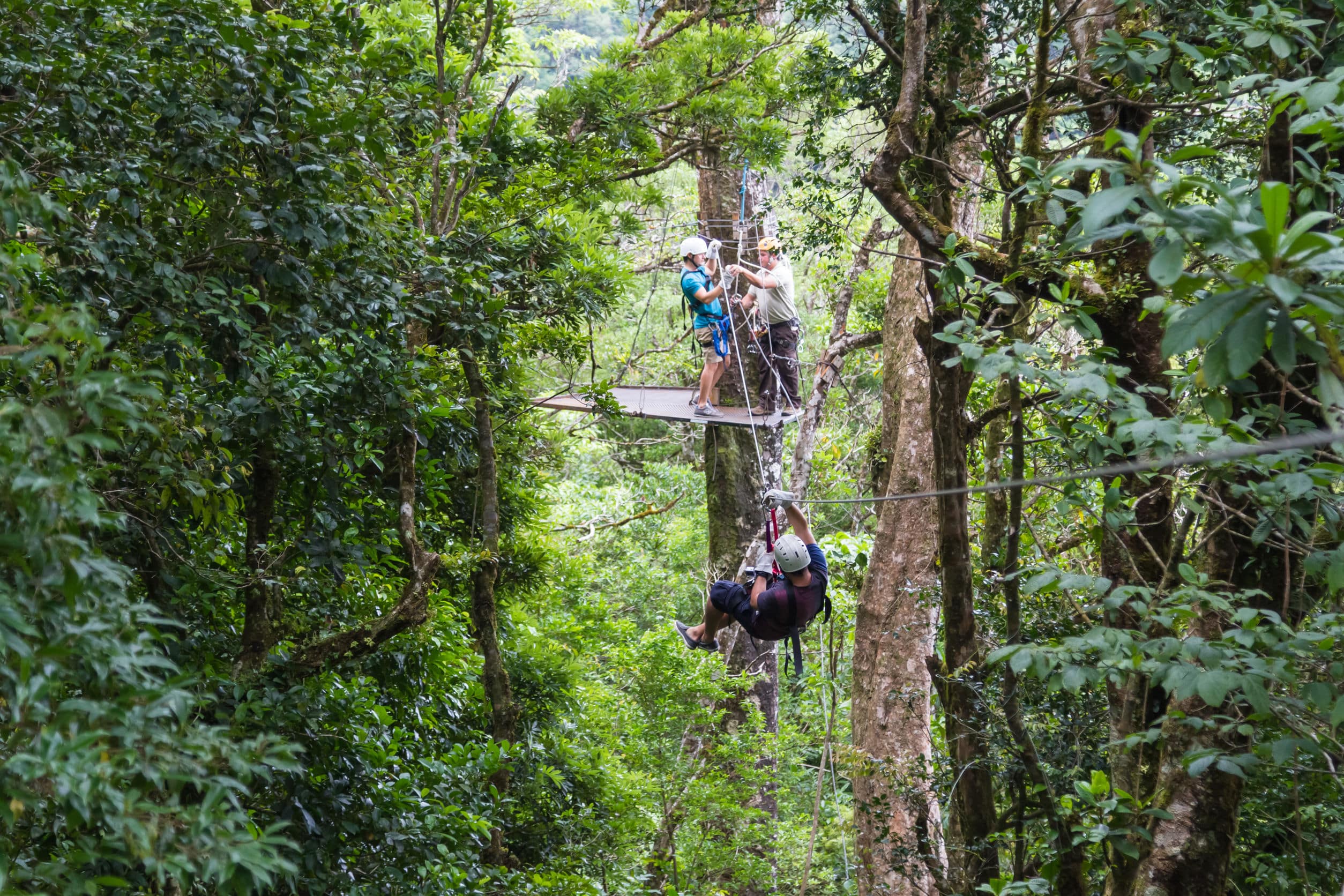 Costa-Rica-canopy-